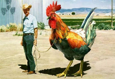 huge_rooster_ab061410.jpg