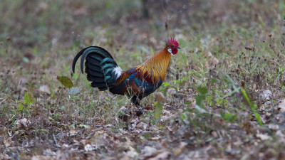 01-waq-chickens-NationalGeographic_1915267.jpg (236.31 KiB) Viewed 28206 times 01-waq-chickens-NationalGeographic_1915267.jpg